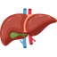 Liver Transplant Icon Medihelpglobal
